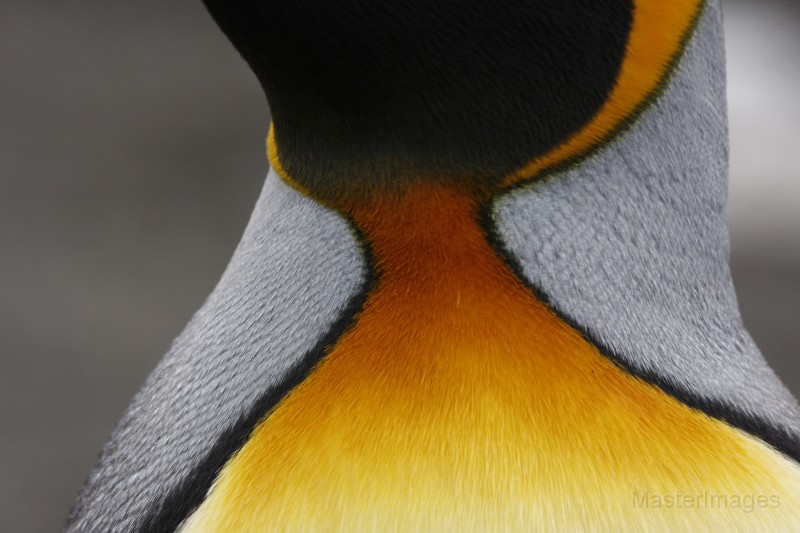 IMG_3851c.jpg - King Penguin (Aptenodytes patagonicus)